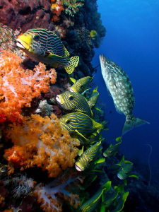 Fish Life - Komodo, Indonesia by Stephen Holinski 